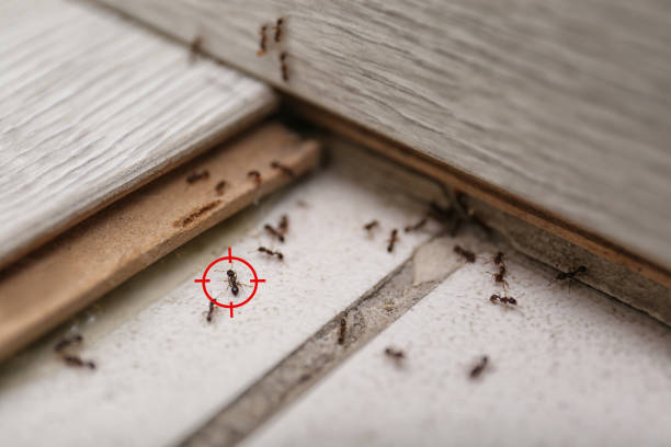 Best Ant Control Services  in USA